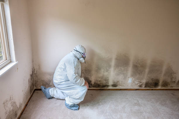 Best Mold Remediation  in Tell City, IN