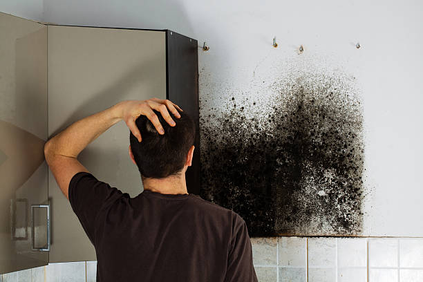 Best Black Mold Removal  in Tell City, IN